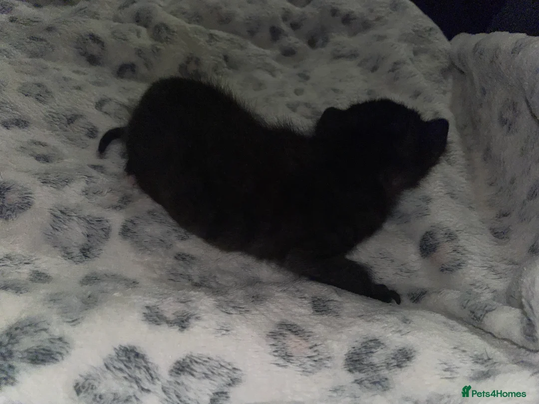 Mixed Breed cats for sale: Beautiful black kitten - Advert 27