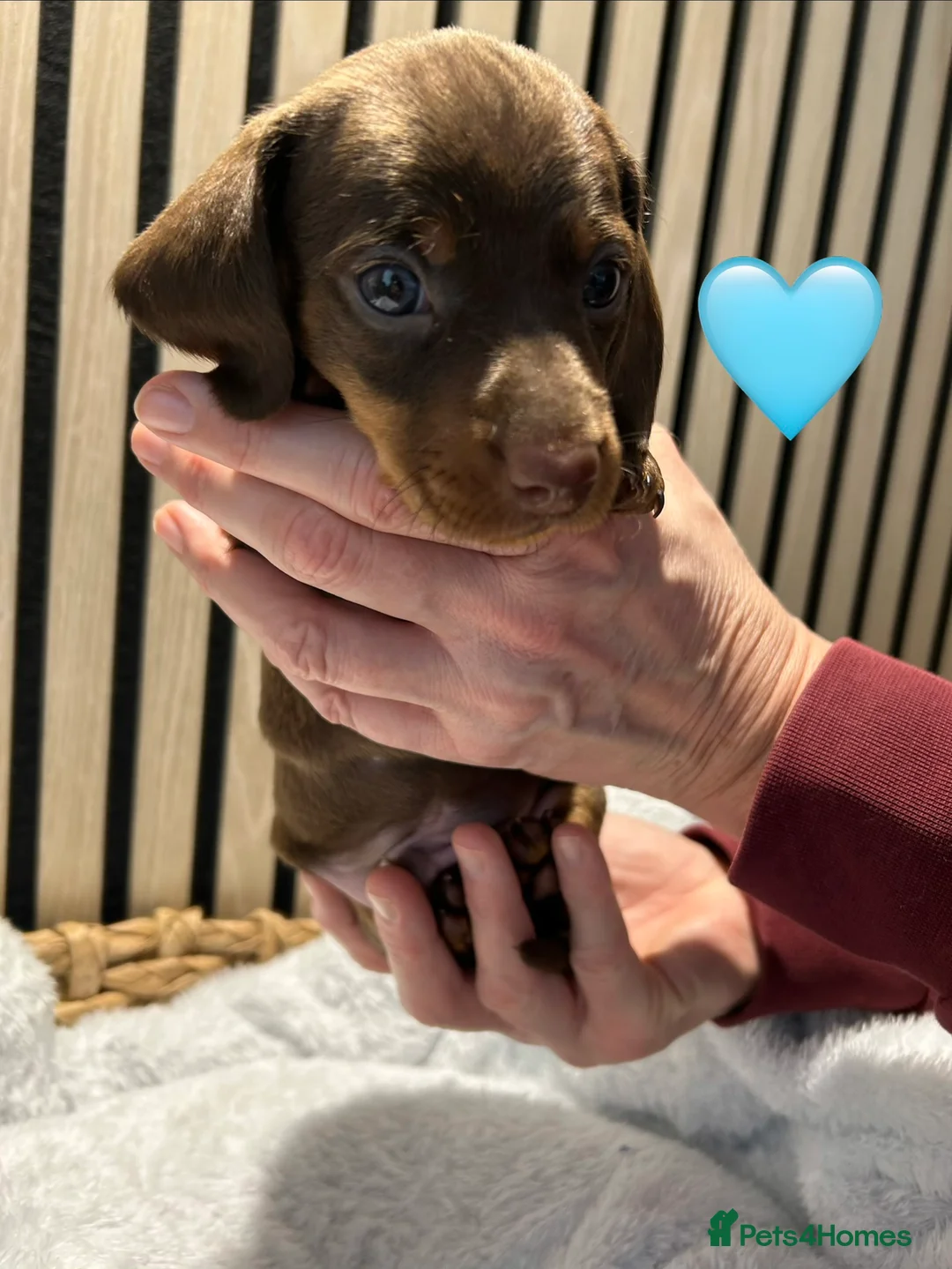 Miniature Dachshund dogs for sale: 4 beautiful miniature dachshund puppies - Advert 17