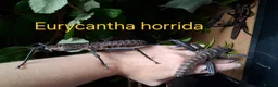 Stick Insects invertebrates for sale: Phasmid, Stick Insect Ova and Nymphs for sale  - Advert 7