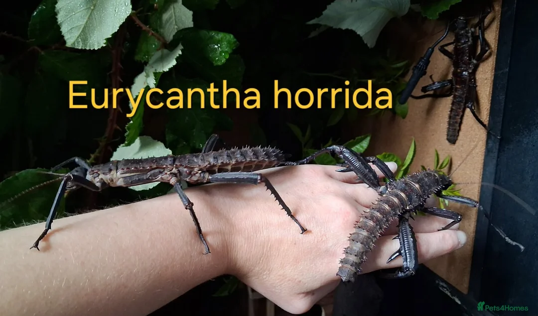 Stick Insects invertebrates for sale: Phasmid, Stick Insect Ova and Nymphs for sale  - Advert 7