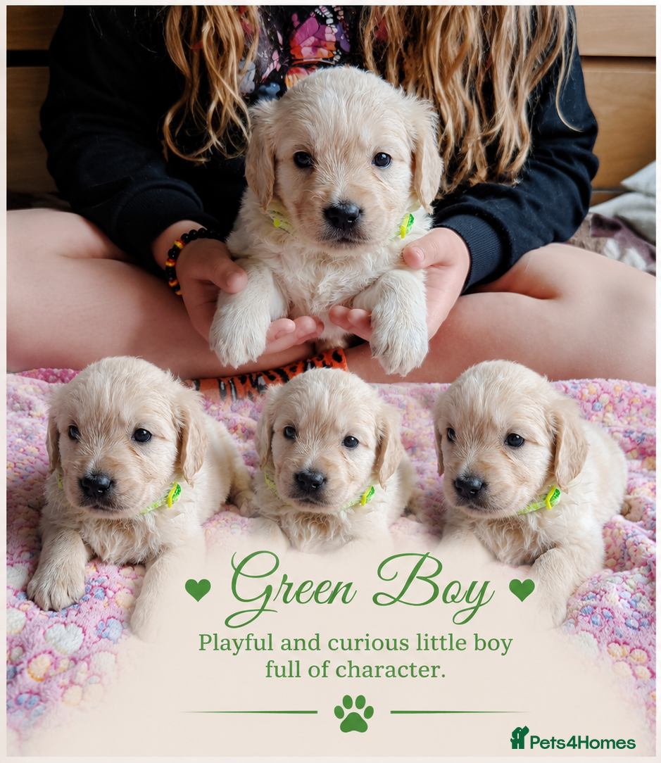 Golden Retriever dogs Beautiful Home Raised Golden Retriever Puppies - Advert 2