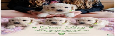 Green Collar Boy