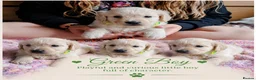 Golden Retriever dogs for sale: Beautiful Home Raised Golden Retriever Puppies - Advert 23