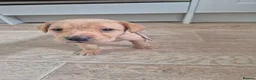 Labrador Retriever dogs for sale: Stunning red/golden labrador puppies - Advert 10