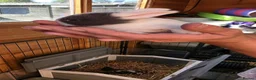 Mixed Breed rabbits for sale: Beautiful Litter Of Lop Earred Bunnies  - Advert 7