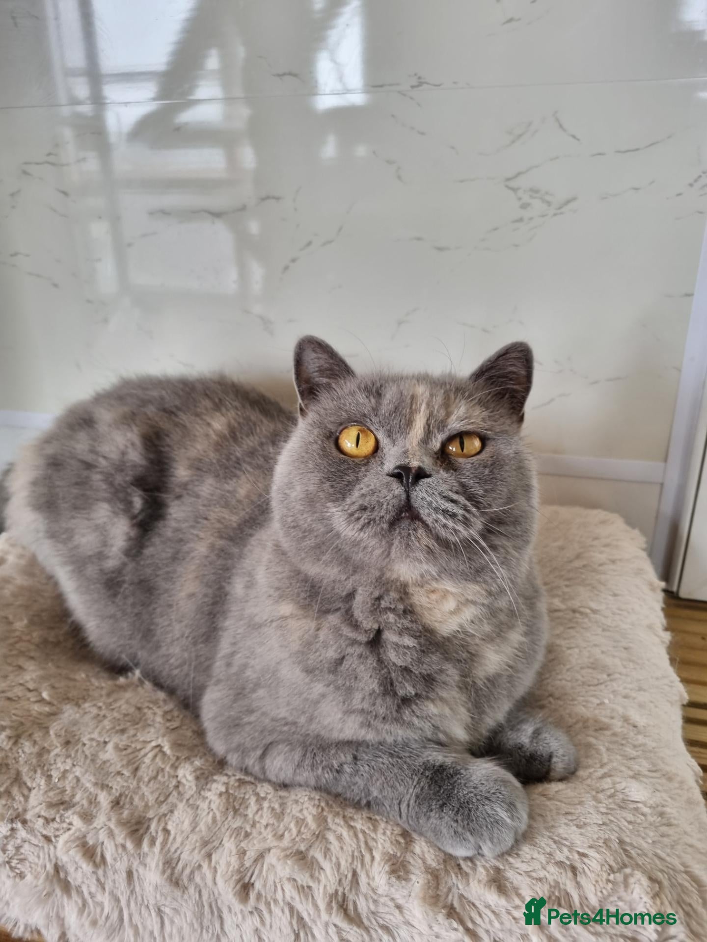 British Shorthair cats British Shorthair girl.  - Advert 8