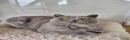 British Shorthair cats for sale: British Shorthair girl.  - Advert 2
