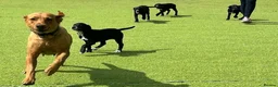 Borador dogs for sale: Beautiful Borador Puppies – Ready Now - Advert 1