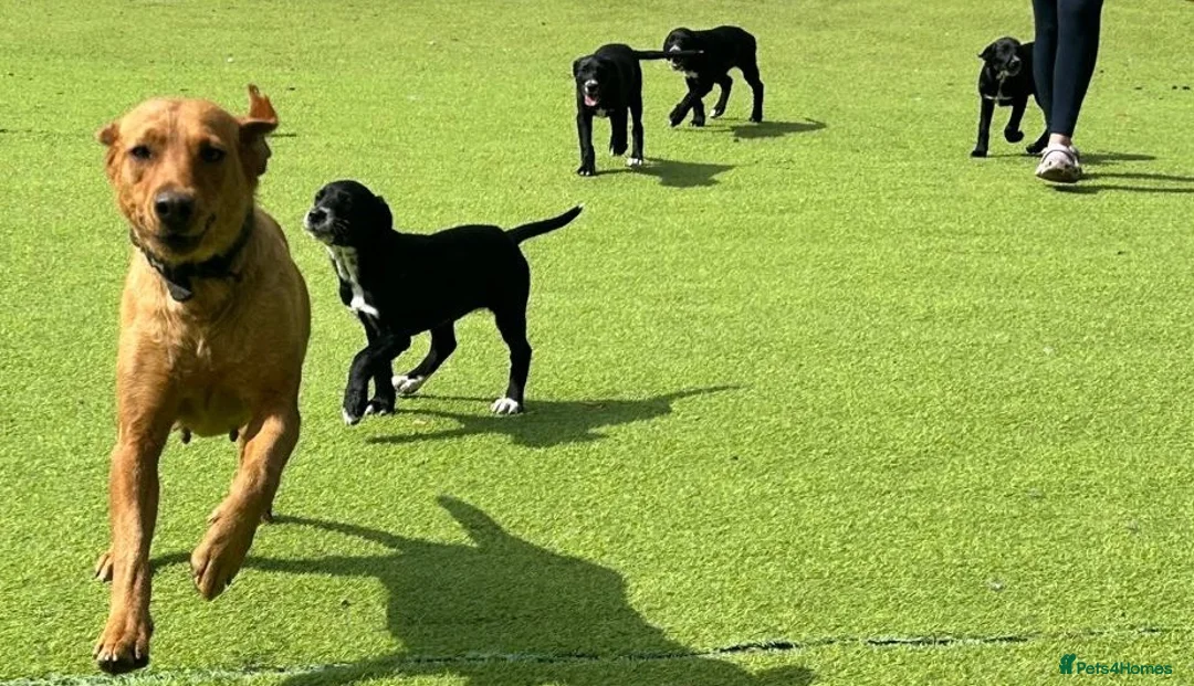 Borador dogs for sale: Beautiful Borador Puppies – Ready Now - Advert 1
