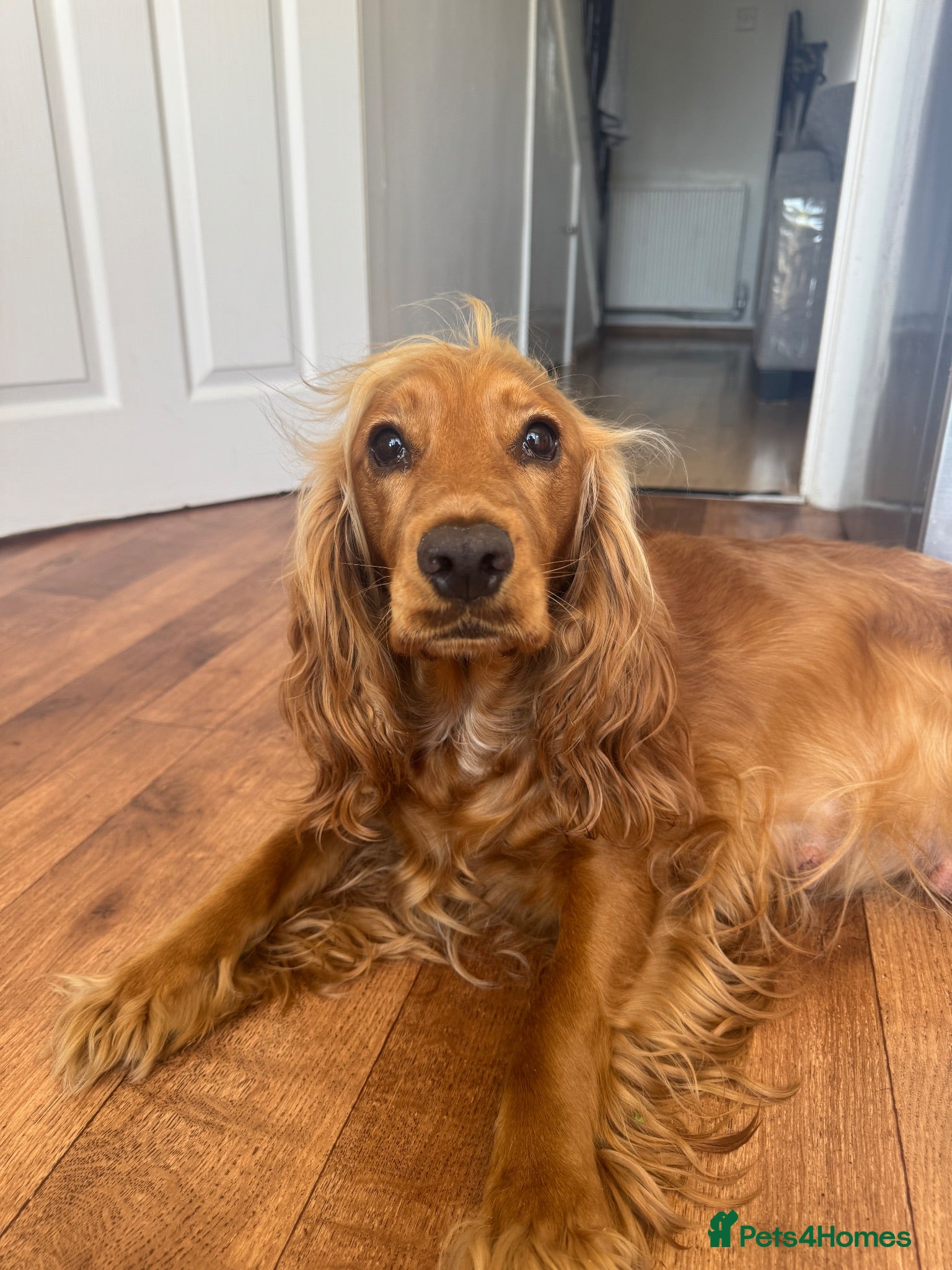 Cocker Spaniel dogs Golden & Red Cocker Spaniel puppies - Advert 4