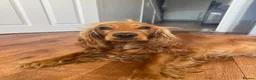 Cocker Spaniel dogs for sale: Golden & Red Cocker Spaniel puppies in Ulverston - Advert 1