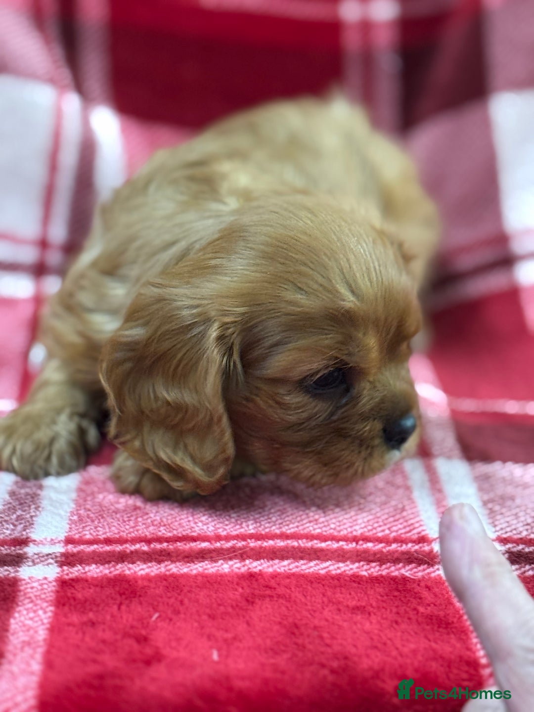 Cavalier King Charles Spaniel dogs for sale: Cavalier King Charles pups  - Advert 26