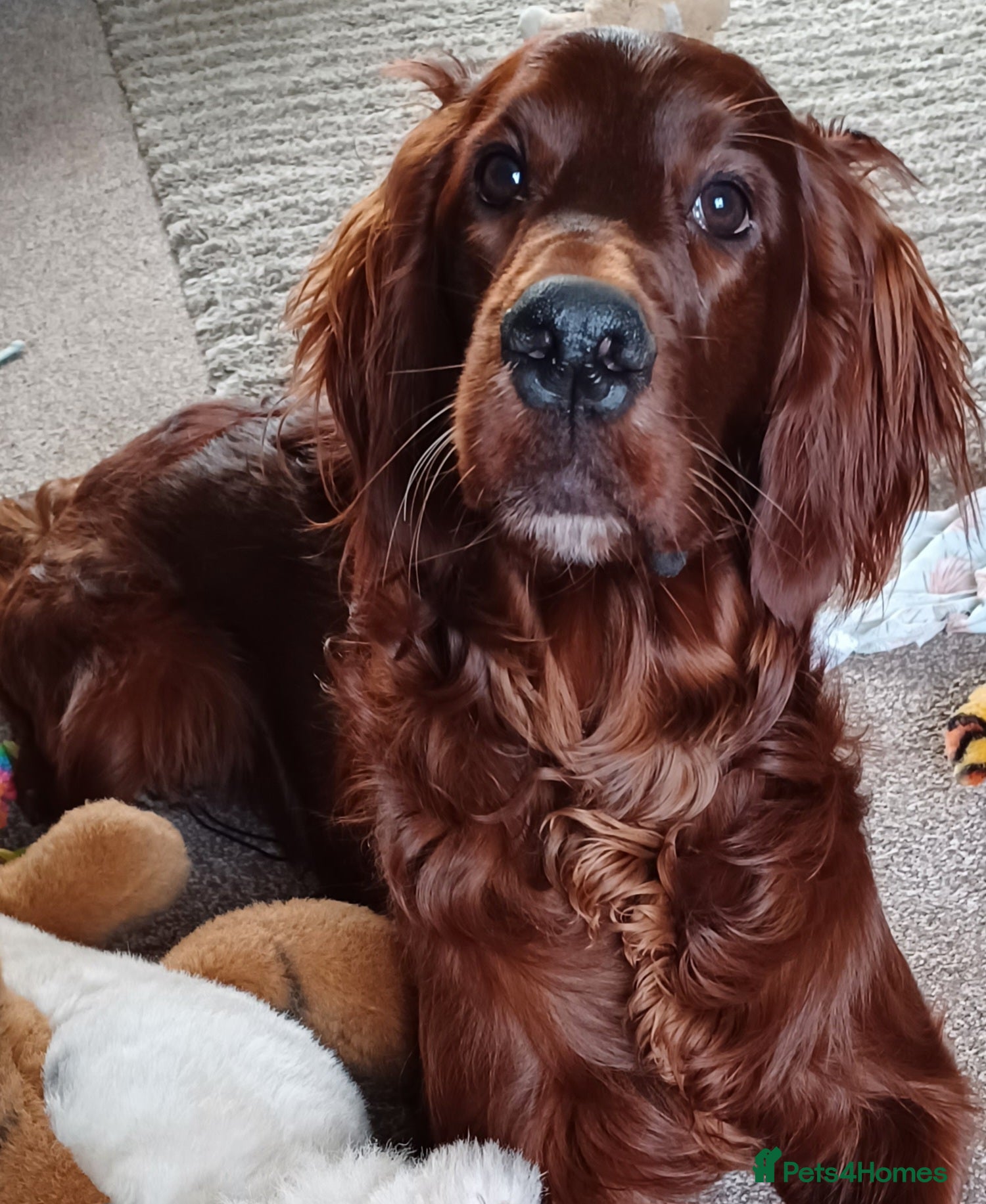 Irish Setter dogs Male Irish Setter 9 months old in Washington - Advert 1