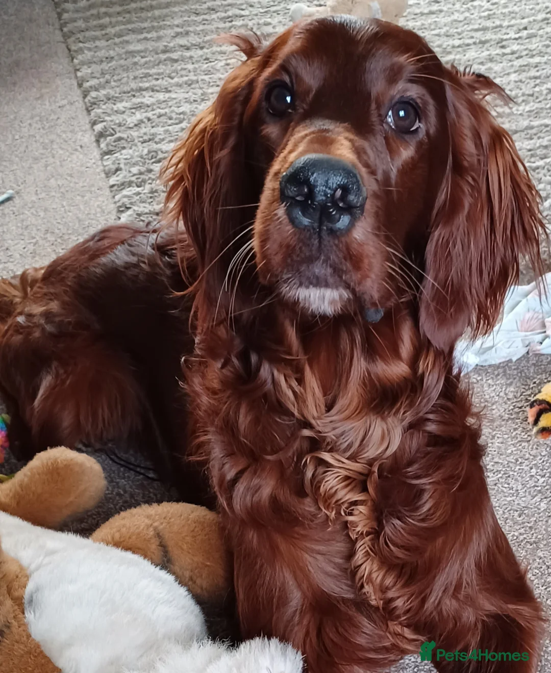 Irish Setter dogs for sale: Male Irish Setter 9 months old in Washington - Advert 1