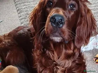 Irish Setter dogs Male Irish Setter 9 months old in Washington - Advert 1