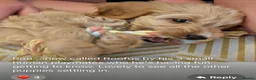 Cockapoo dogs for sale: NOW READY. 3 REMAINING HEALTH CHECKED COCKAPOOS  - Advert 8