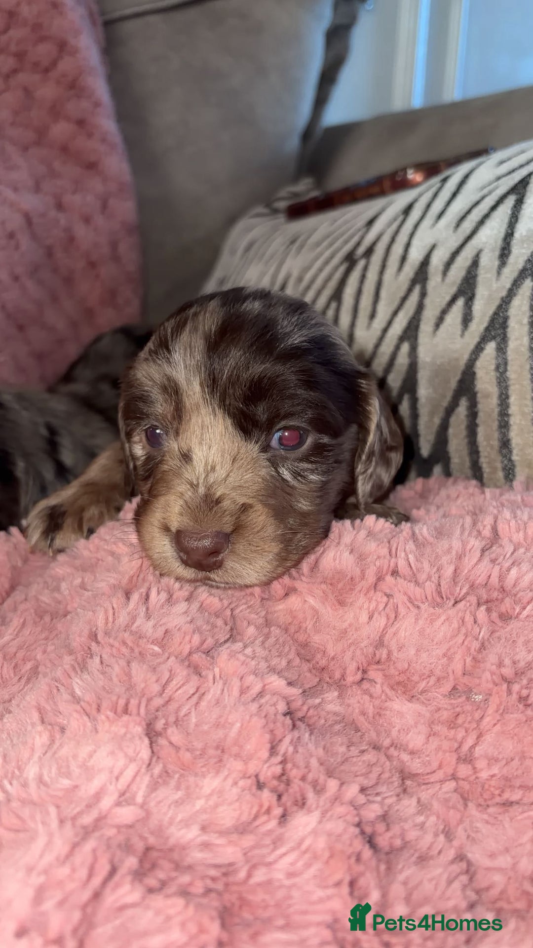 Cocker Spaniel dogs for sale: Cocker spaniel puppies - Advert 7