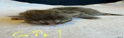 Ragdoll cats for sale: Rare Ragdoll x Maine Coon Kittens - Advert 4