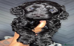 Cockapoo dogs for sale: Beautiful cockerpoo pups - Image 5