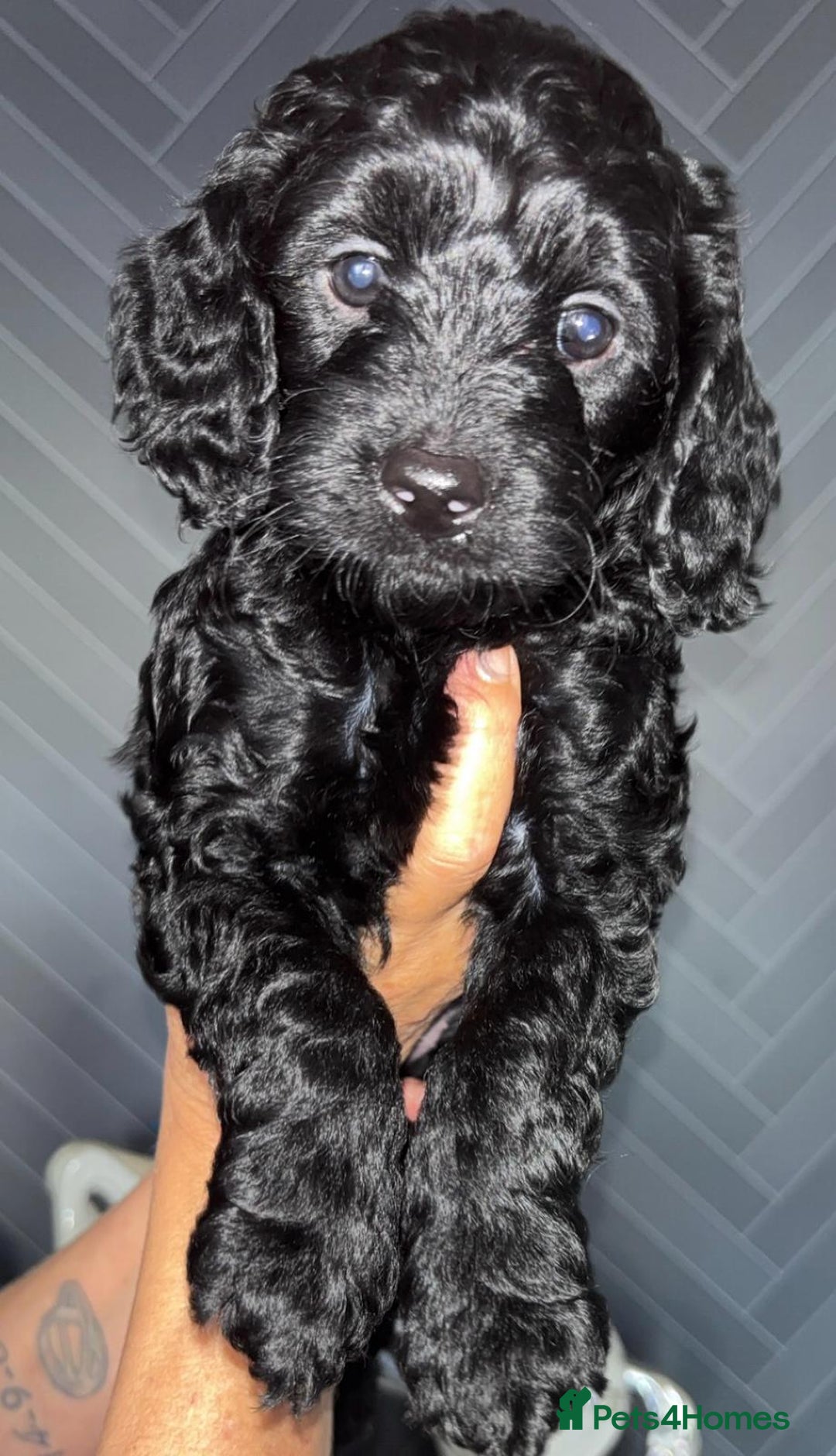 Cockapoo dogs for sale: Beautiful cockerpoo pups - Image 5