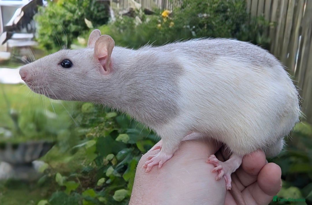 Rat rodents for sale: Fancy,Dumbo,Siamese and Rex Rats For Sale - Image 4