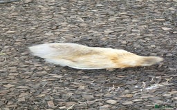 Chickens poultry for sale: 8 -9 month old laying silkie hens - Image 1