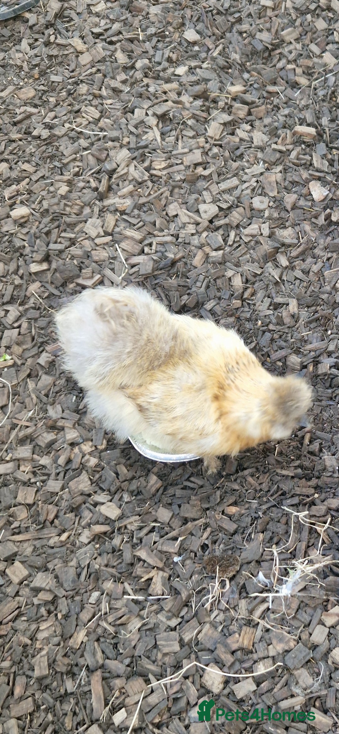 Chickens poultry for sale: 8 -9 month old laying silkie hens - Image 1