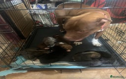 Mixed Breed dogs for sale: 5 Alaskan malamute x Staffordshire bull terrier  - Image 1