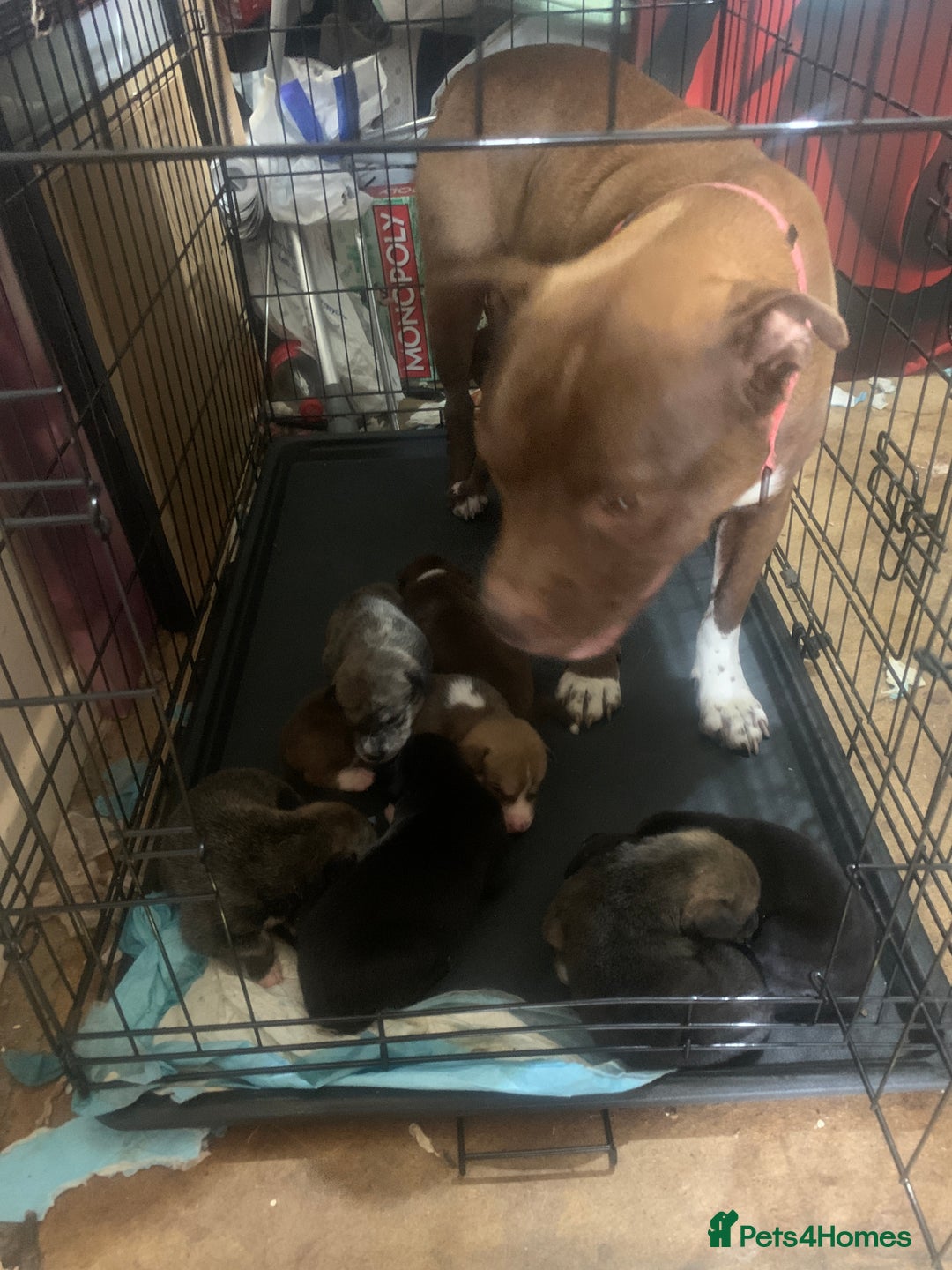 Mixed Breed dogs for sale: 5 Alaskan malamute x Staffordshire bull terrier  - Image 1