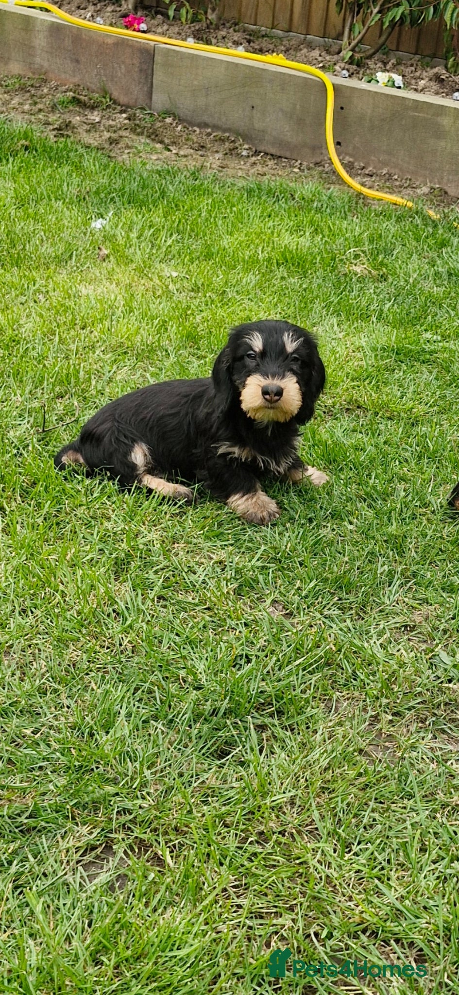 Dachshund dogs Adorable Wired Hair Dachshund / Teckel Puppies  - Advert 6