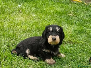 Dachshund dogs Adorable Wired Hair Dachshund / Teckel Puppies - Advert 6