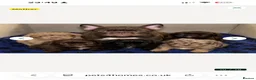 French Bulldog dogs for sale: Fluffy French Floodle  - Advert 2