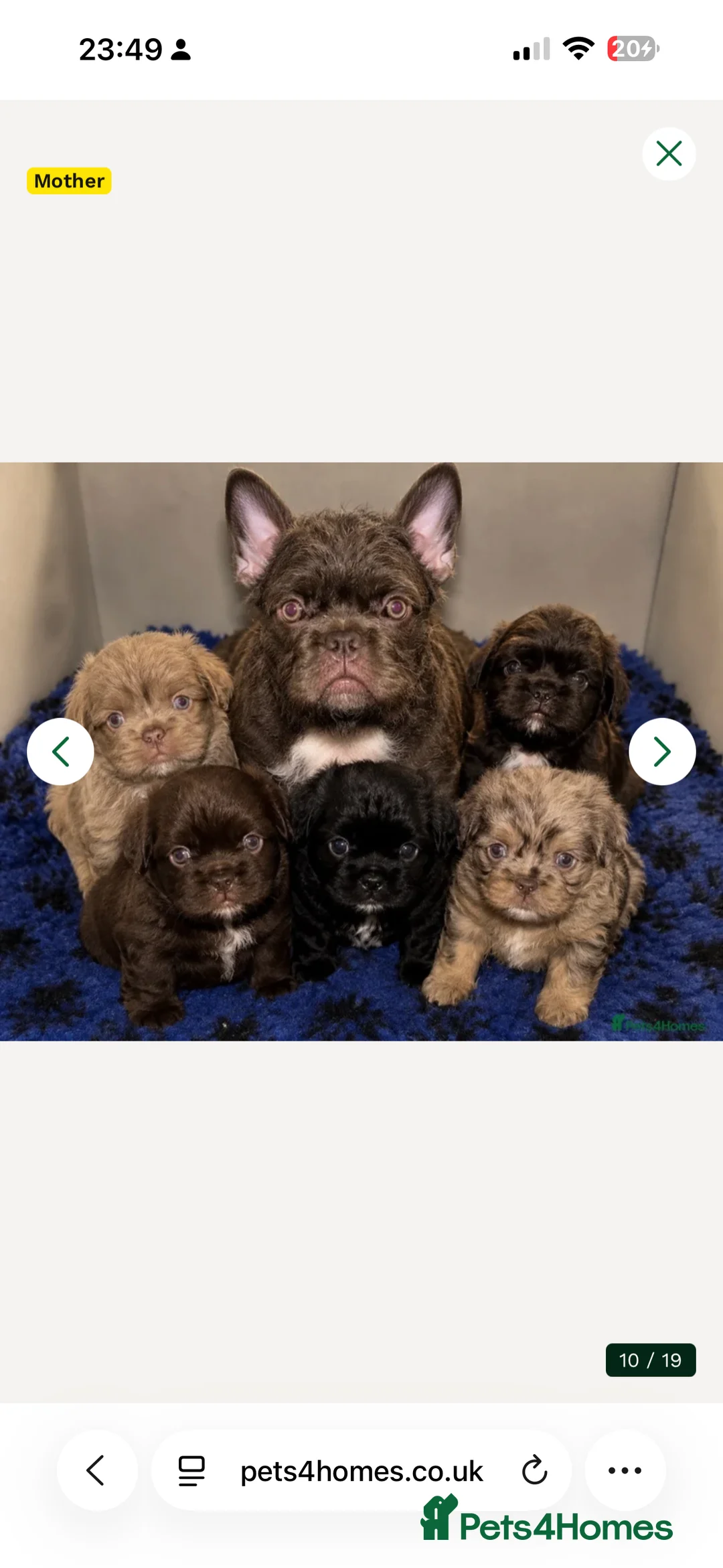 French Bulldog dogs for sale: Fluffy French Floodle  - Advert 2