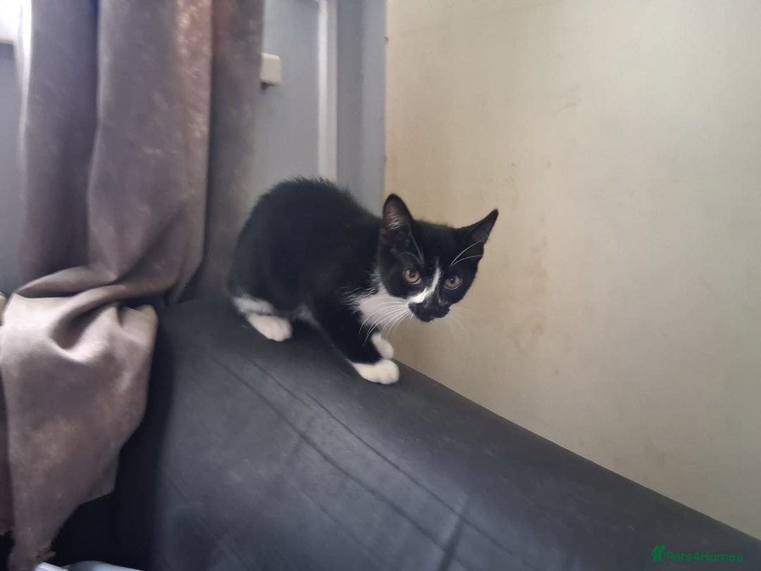 Mixed Breed cats for sale: Bonded kittens - Image 3