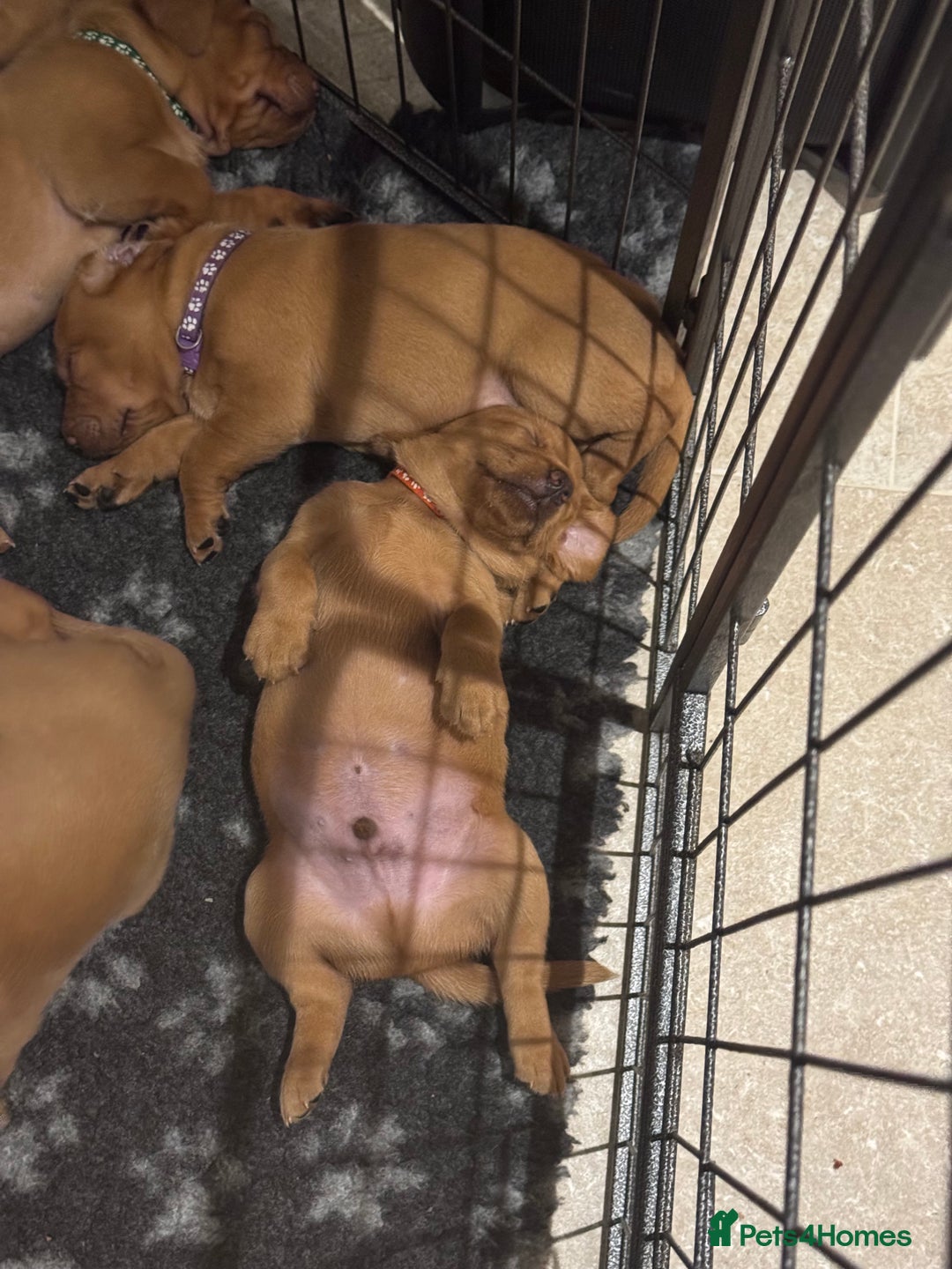 Labrador Retriever dogs for sale: KC Reg Fox Red Labrador Pups from Working Parents - Image 15