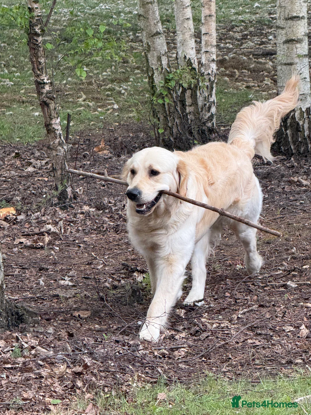 Golden Retriever dogs for stud: Simba~Golden Retriever Stud Available - Advert 6