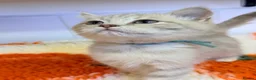 British Shorthair cats for sale: Lilac GCCF registered BSH kittens in Swansea - Advert 20