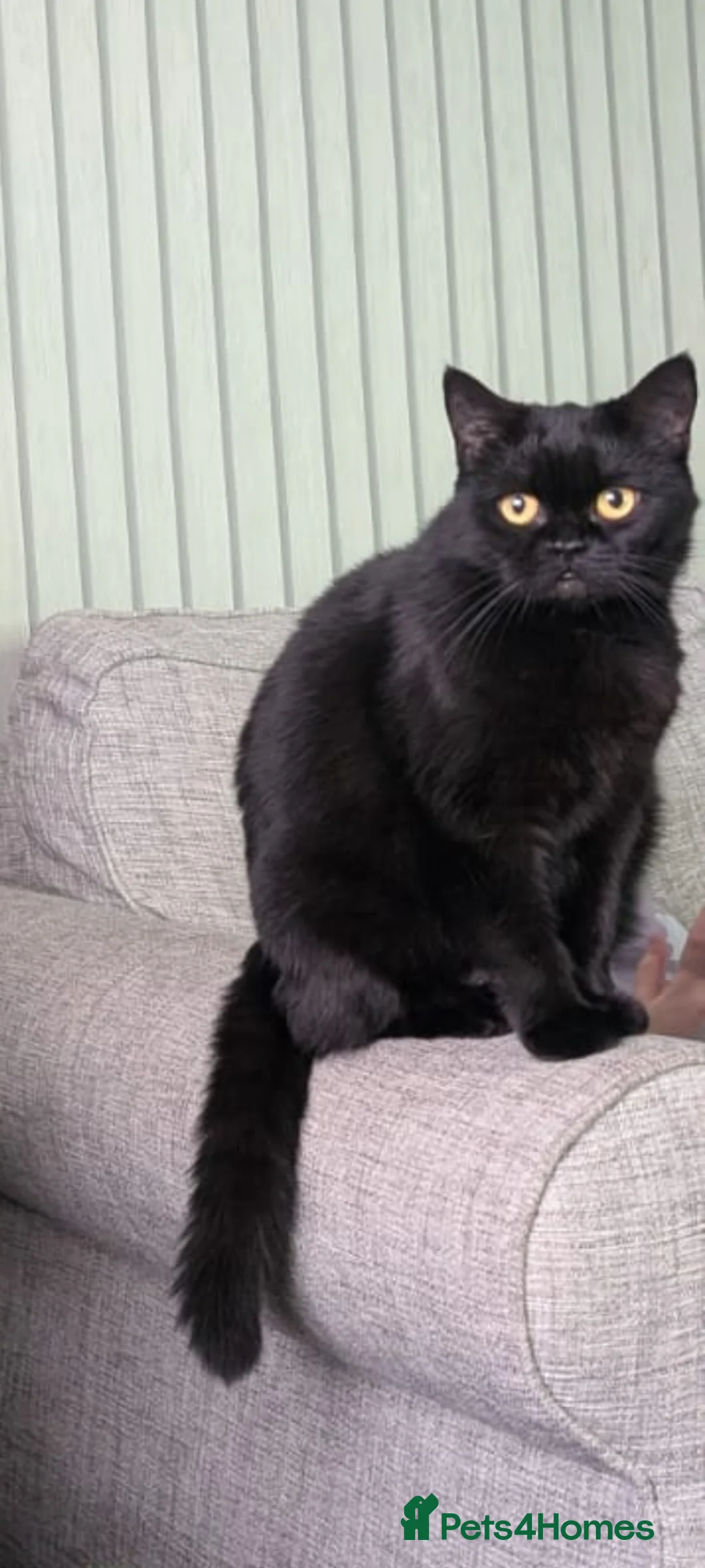 British Longhair cats for sale: Female  in Wigan - Advert 2