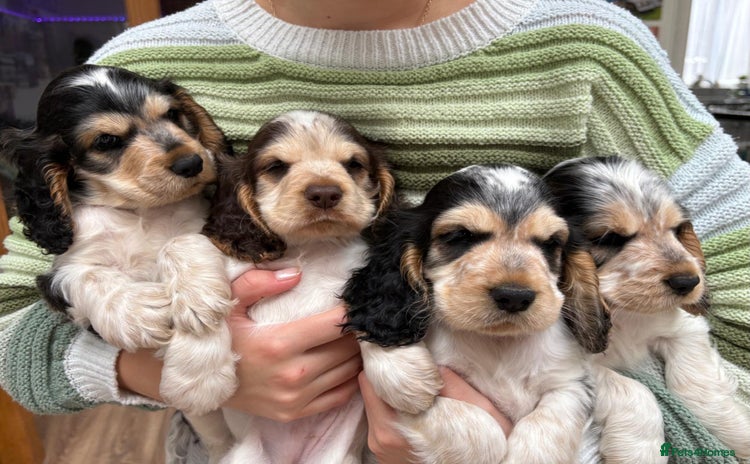 Cocker Spaniel dogs - Advert 1