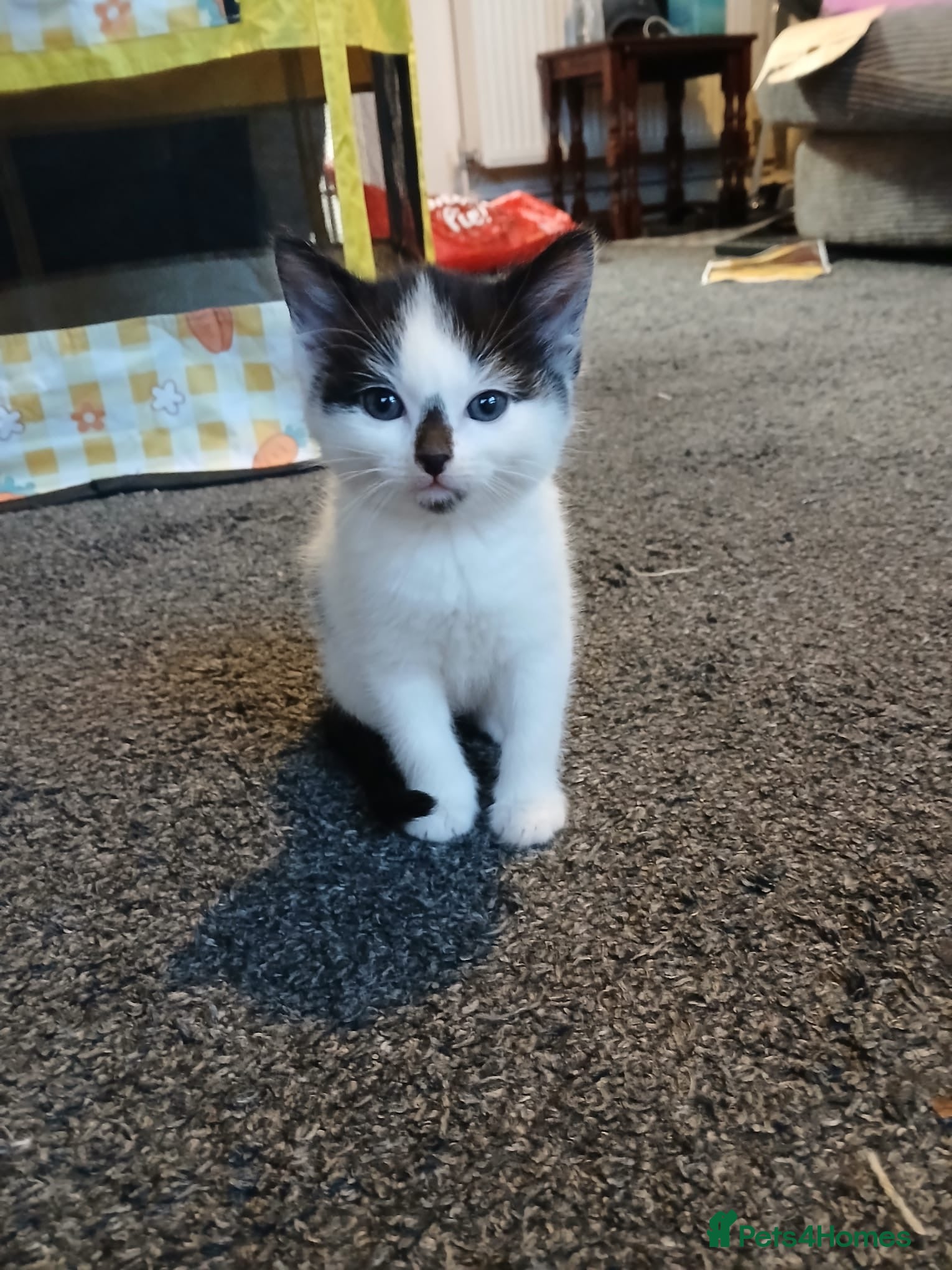 Domestic Shorthair cats Beautiful black&white playful shorthair baby girl - Advert 5