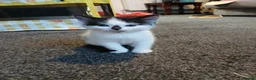 Domestic Shorthair cats for sale: Beautiful black&white playful shorthair baby girl - Advert 1