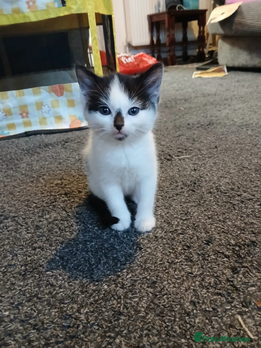 Domestic Shorthair cats for sale: Beautiful black&white playful shorthair baby girl - Advert 1
