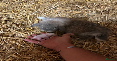 Mini Lop rabbits - Advert 6