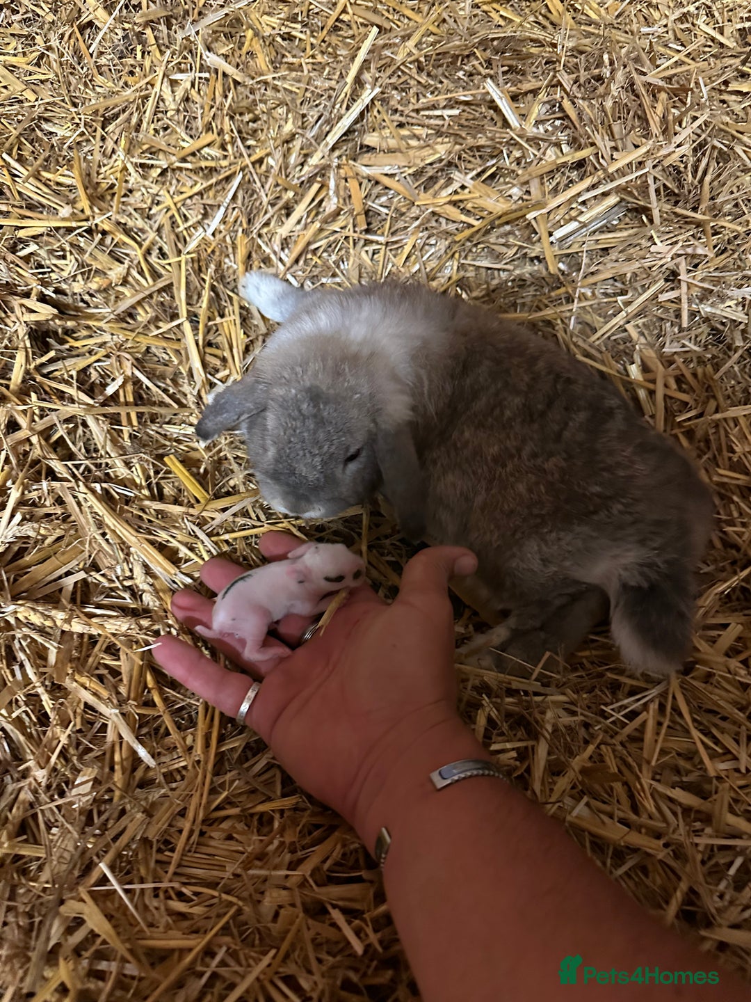Mini Lop rabbits for sale: Mini lop bunnies  - Image 3