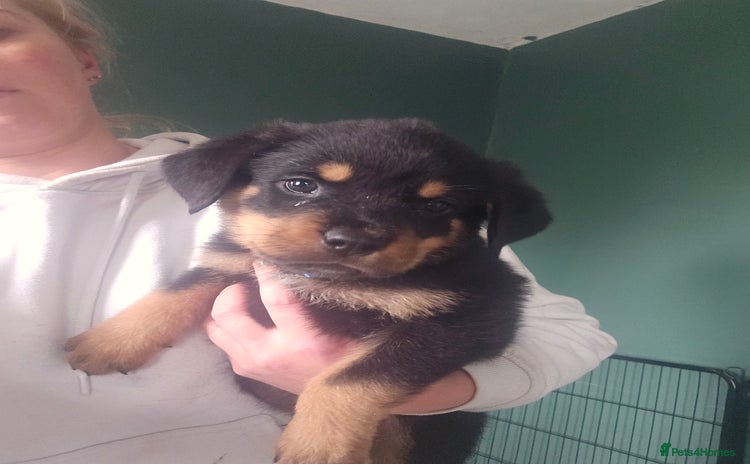 Rottweiler dogs - Advert 12