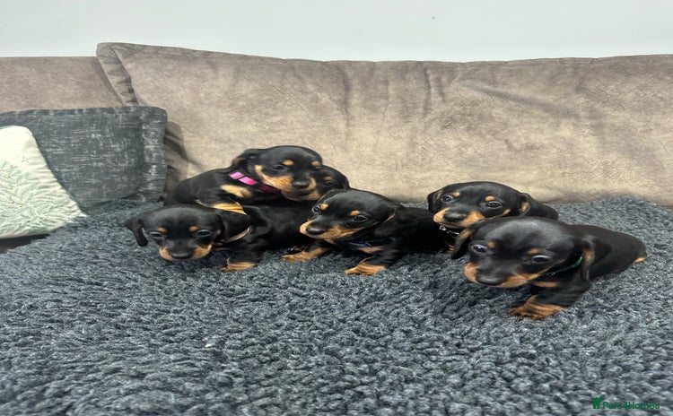 Dachshund dogs Dachund - Advert 7