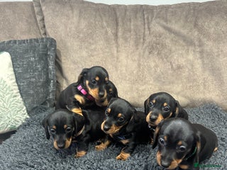 Dachshund dogs Dachund - Advert 6