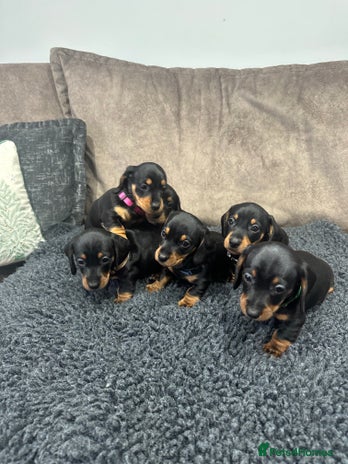 Dachshund dogs Dachund - Advert 7