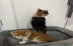 British Longhair cats for sale: Beautiful Fluffy Long-Haired British Tabby Kittens - Image 20