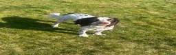 Sprocker dogs for sale: 2.5 year old female sprocker spaniel - Advert 3